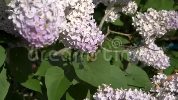 在阳光明媚的春天一只蜜蜂飞起从丁香花丛的白色粉红色花朵中收集花粉4K视频的预览图