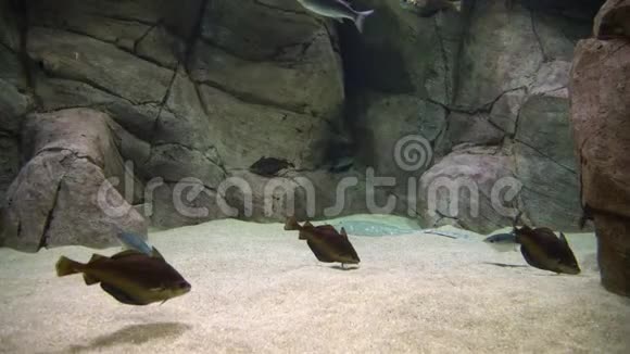 鳕鱼鳕鱼水下拍摄的大西洋鳕鱼在海底游泳和寻找食物视频的预览图