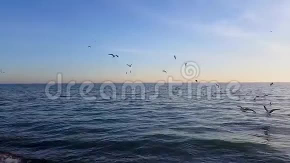 许多海鸥飞过大海它们降落在水上从水中起飞一群鸟为食物而战视频的预览图