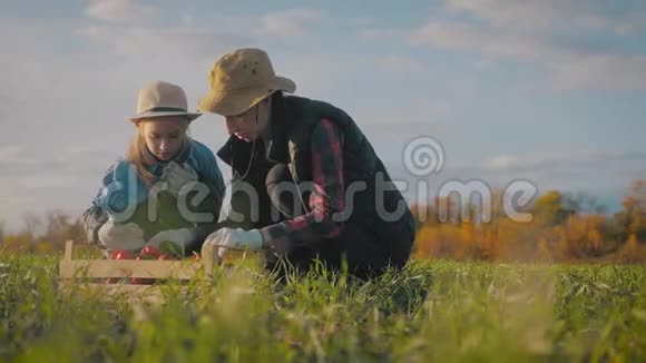 年轻的母亲和她的女儿在农场收割蔬菜收割期间农民家庭小组剪影视频的预览图