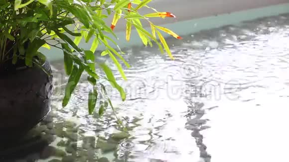热带雨下花盆的绿色计划复制空间视频的预览图