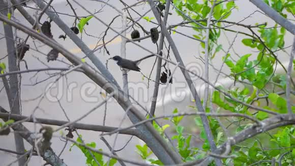 吃一只昆虫栖息在树枝上的鸟视频的预览图