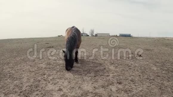 在田里放牧的马视频的预览图