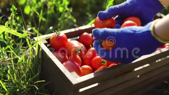 女性手戴蓝色园艺手套装着西红柿的木箱视频的预览图
