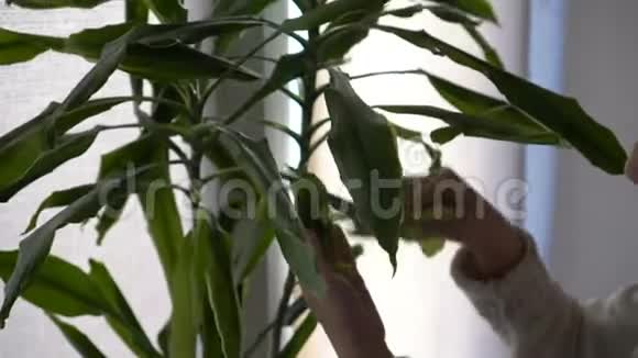 一个女人用湿布擦拭站在窗户上的家庭植物绿叶上的灰尘不露脸家庭作业视频的预览图