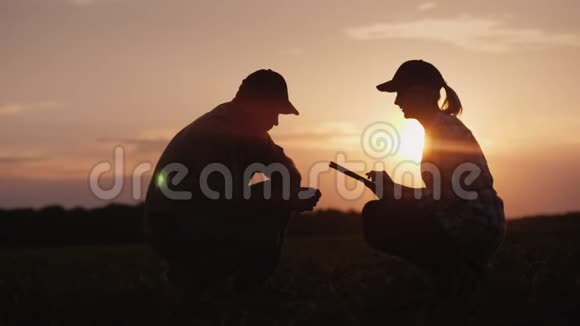 日落时分在田里干活的男女农民在田野上玉米的嫩芽视频的预览图