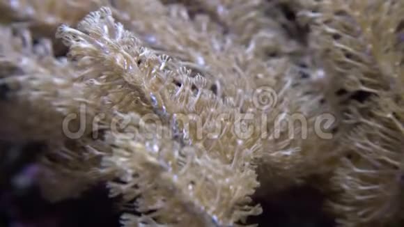 水族箱内珊瑚礁上的蘑菇珊瑚菌科菌落水下拍摄海洋上生长着五颜六色的珊瑚视频的预览图