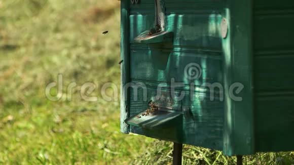 用会飞的蜜蜂把绿色的木质蜂箱合上视频的预览图
