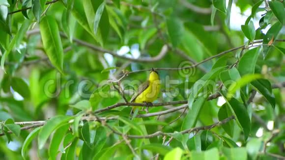 雌性橄榄背太阳鸟在树枝上歌唱和栖息视频的预览图