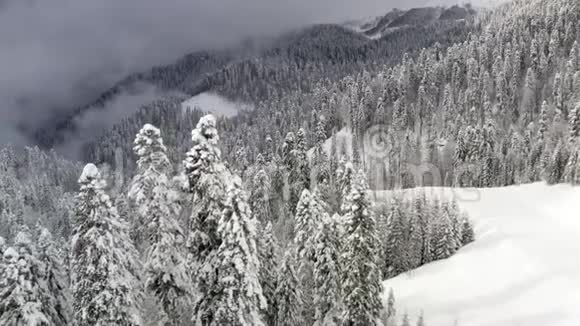 冬山雪松林地覆盖海霜空中景观美丽的冬季景观无人驾驶的雪沼视频的预览图