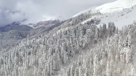从冬天的山上鸟瞰白雪森林在两棵杉树之间间隔鸟瞰雪峰和树林视频的预览图
