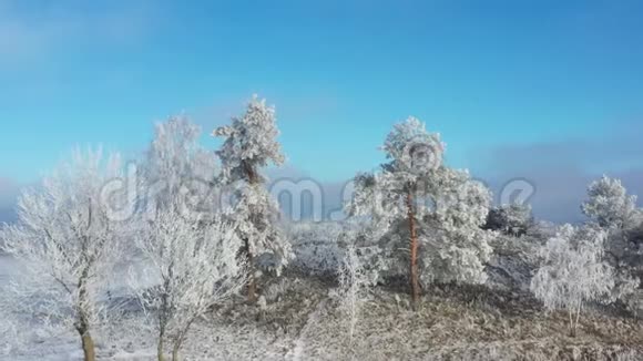 浅蓝色天空背景上覆盖着冰霜的松树视频的预览图
