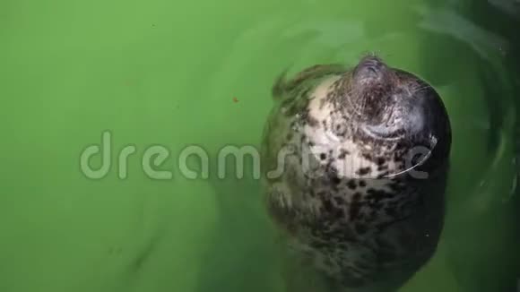 大西洋灰海豹在水族馆的水面上游泳的有趣的海豹抬头在盐里休息视频的预览图