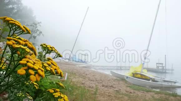 一个雾蒙蒙的早晨的达湖海滩有一个船坞和游艇等待欣赏还有黄花视频的预览图