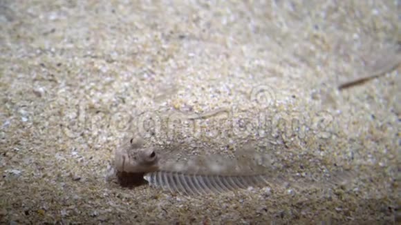 海底的沙下躺着扁平的鱼海底的伪装视频的预览图