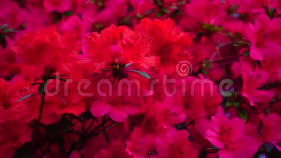 粉红色和红色的花在花园里开着视频的预览图