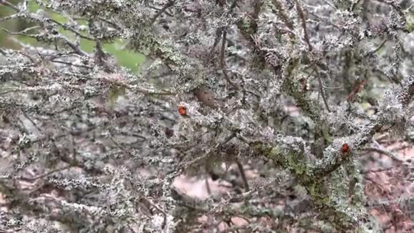 地衣生长在森林中的树枝上风在户外活动的老树干上的灰苔视频的预览图