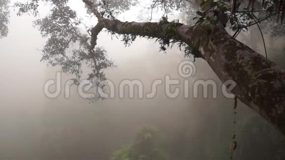 老挝丛林森林中的一根树枝在浓雾中发出长臂猿的歌声视频的预览图