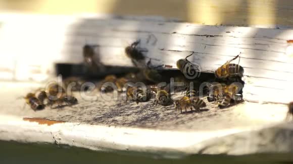 在木制蜂箱入口的蜜蜂视频的预览图
