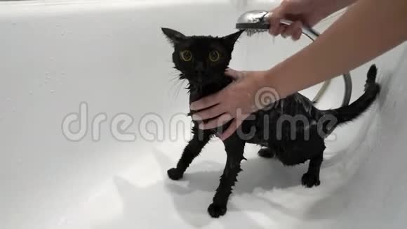 特写镜头一个女人在一个白色的浴室里用黄色的眼睛向一只受惊的黑猫泼水无脸视频的预览图