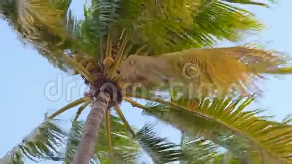 多风天气椰子棕榈树和椰子视频的预览图