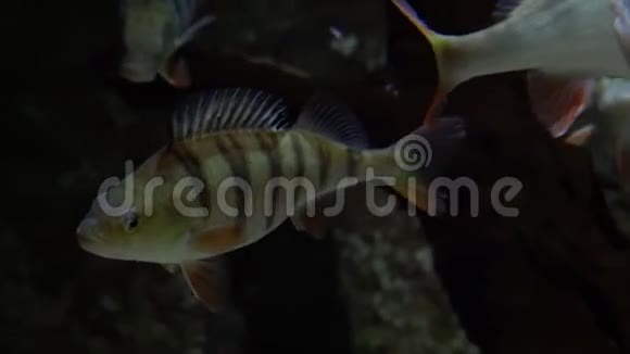 欧洲鲈鱼鲈鱼水下拍摄的成熟鲈鱼栖息在河底淡水捕食性鱼类视频的预览图