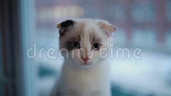 苏格兰褶皱小猫晚上坐在窗台上视频的预览图