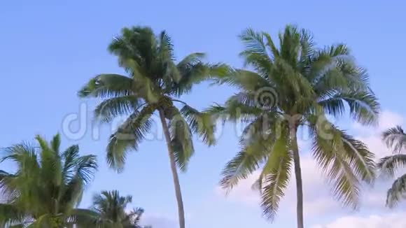 阴天背景下的棕榈树视频的预览图