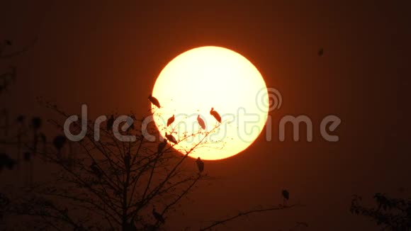 泰国日落的剪影鸟视频的预览图