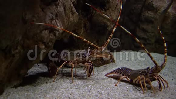 刺龙虾棕榈叶海底捕捞龙虾这些贝类在西方很常见视频的预览图