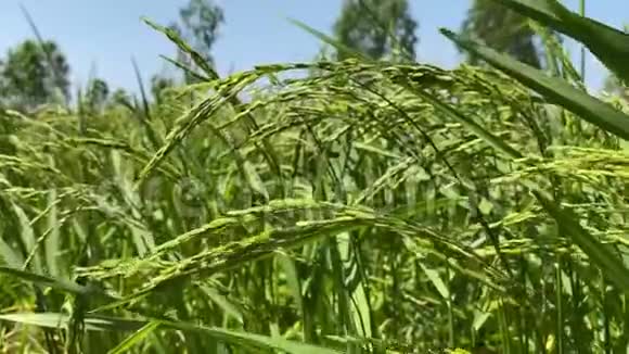 泰国农业生活方式理念农业农村生活用于水稻种植绿色年轻水稻种植视频的预览图