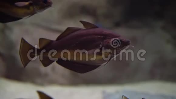 鳕鱼鱼水下拍摄的大西洋鳕鱼在海底游泳和寻找食物视频的预览图
