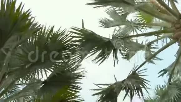 在阴天棕榈树的叶子在风中摇摆视频的预览图