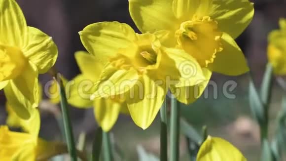 美丽的春天黄色水仙花慢动作视频的预览图