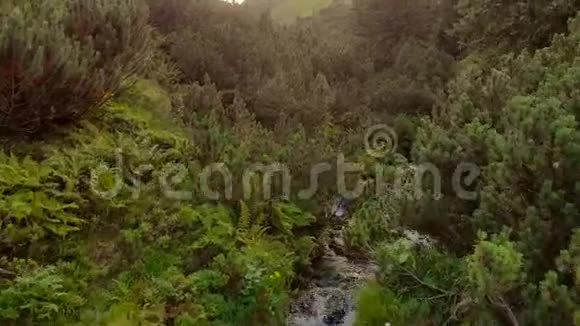 在森林里的山河中快速的水流视频的预览图