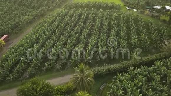 马提尼克岛绿色有机香蕉田视频的预览图