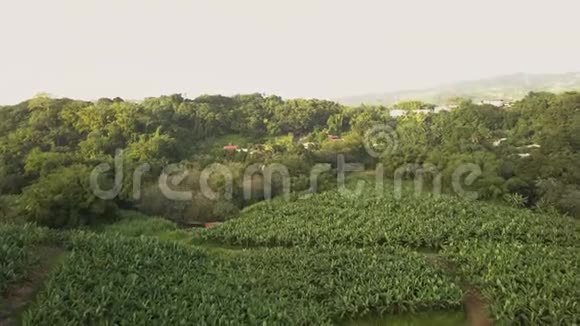 空中无人机拍摄的马提尼克岛中部香蕉种植园树木的画面视频的预览图