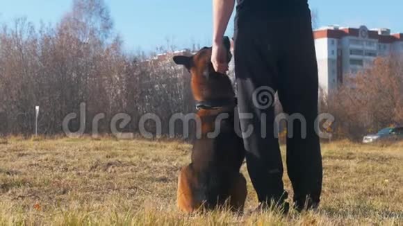一只受过训练的狗跟着他的教练视频的预览图