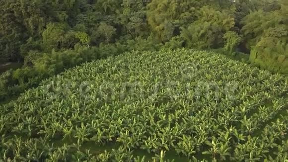 马提尼克岛绿色有机香蕉田空中视频视频的预览图