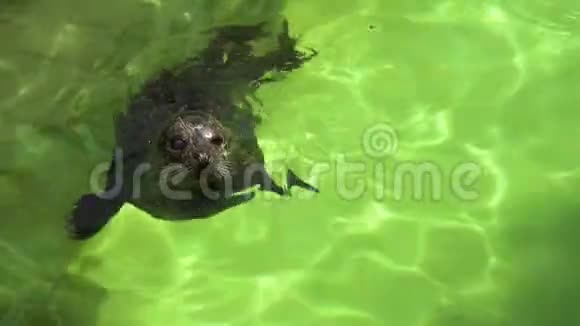 大西洋灰海豹在水族馆的水面游泳有趣的海豹抬头在盐里休息视频的预览图
