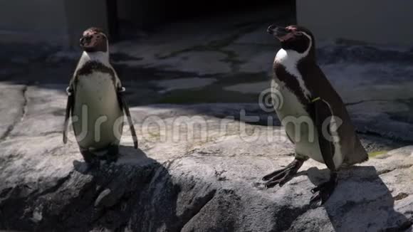非洲企鹅半月板或黑色脚企鹅在岩石背景动物园可爱的海洋野鸟水鸟视频的预览图