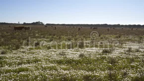 在葡萄牙的科斯塔维肯蒂纳一头牛在花田上吃草视频的预览图