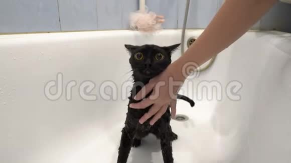 一只受惊的黑猫黄眼睛在一个白色的浴室里洗过然后用肥皂洗脸视频的预览图