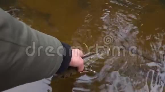渔民捕获并释放梭子鱼到河在淡水中捕捞野生梭鱼视频的预览图