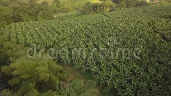 马提尼克岛绿色有机香蕉种植园4K视频视频的预览图