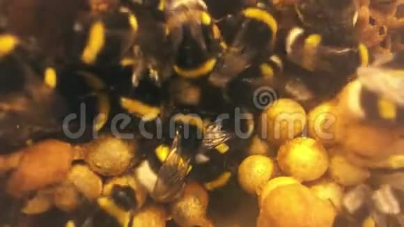 靠近大黄蜂蜂巢在蜂房里工作的蜜蜂的高分辨率镜头它们在温室里使用视频的预览图