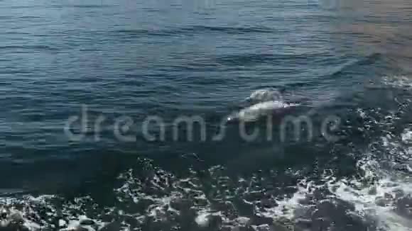 海豚在海浪中游泳阿曼峡湾视频的预览图