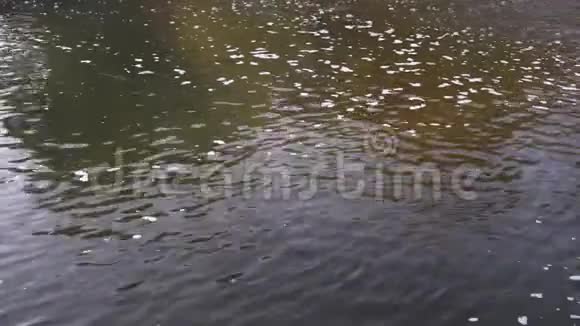 秋天河中的水流视频的预览图