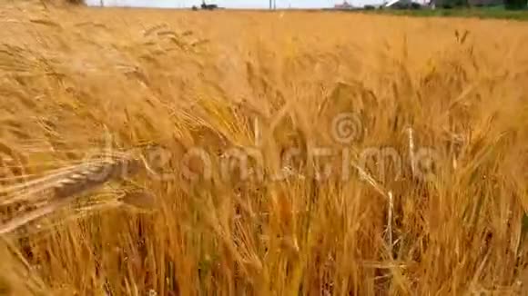 夏天大麦的金穗金色大麦的田野在风中摇曳视频的预览图