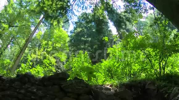 喜马拉雅森林树木的风视频的预览图